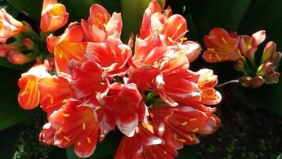 Activating Your Abundance