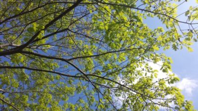 Elevate and Celebrate Your Life on a Walk: Part 2