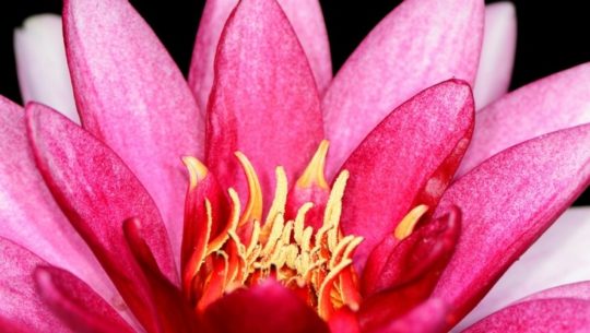 pink lotus flower robin self care new years blog 0-6-2017