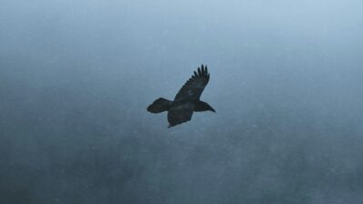 Crow Season