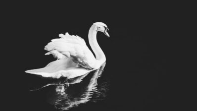 Gifts of the Swan