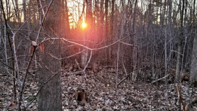 Stumps and Roots