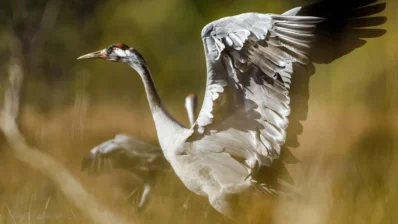 Crane Dances