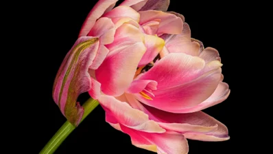 Tulip